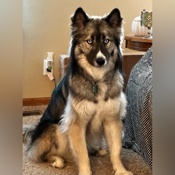 ❤️🐾 Amy & The Husketeers!  🐾❤️ - Picture 4 of 14